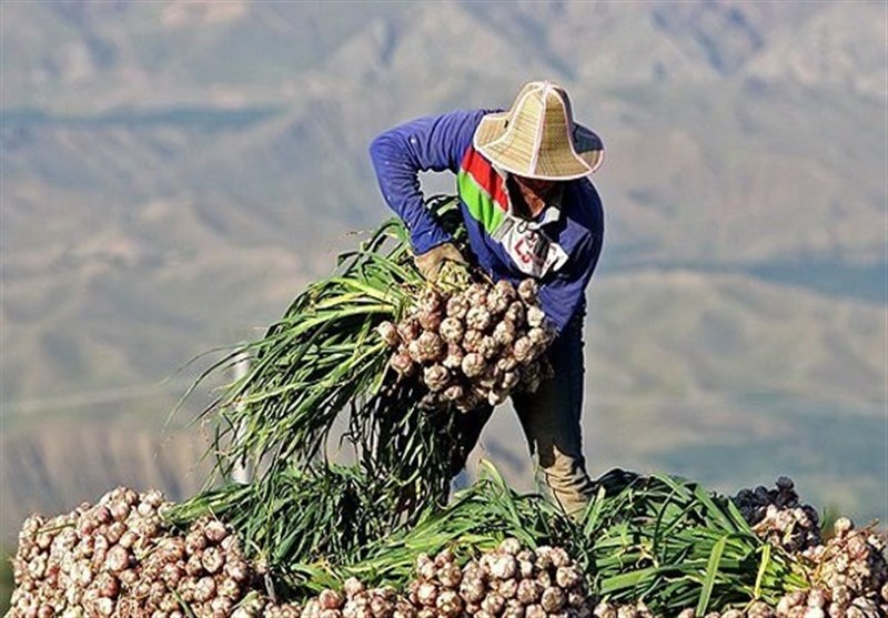 طمع سیری‌ناپذیر دلالان در بازار &quot;سیر&quot; زنجان/ کشاورزان طارمی همچنان چشم‌انتظار تحقق وعده‌ها