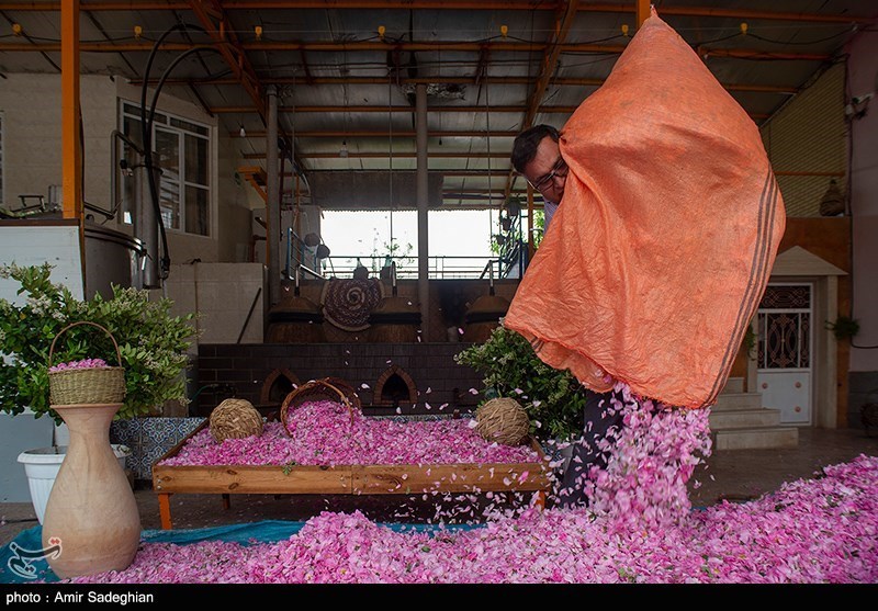 رتبه اول استان فارس در سطح زیرکشت گل محمدی/ گلاب داراب با نام گلاب کاشان به خارج از کشور صادر می‌شود