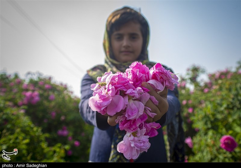 برداشت گل محمدی و گل نسترن از باغات میمند استان فارس + تصاویر