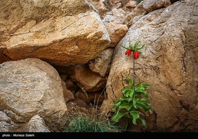 دشت لاله های واژگون دهاقان اصفهان