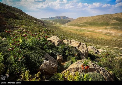 دشت لاله های واژگون دهاقان اصفهان