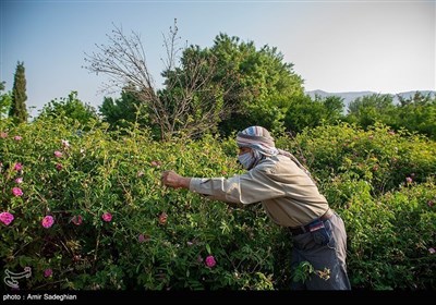 تقطیر الورد فی میمند بمحافظة فارس