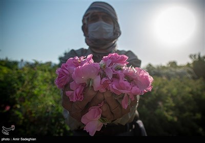 تقطیر الورد فی میمند بمحافظة فارس