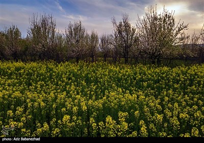 مزارع کلزا روغنی در لرستان