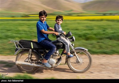 مزارع کلزا روغنی در لرستان