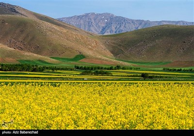 مزارع کلزا روغنی در لرستان