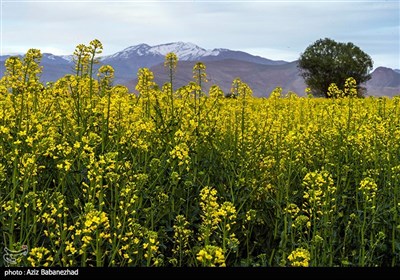 مزارع کلزا روغنی در لرستان