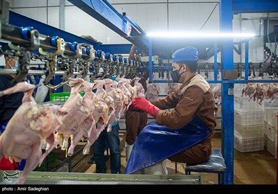  تامین کسری مرغ استانها از محل ذخایر استراتژیک 