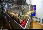 مرغ فروشان همدان خودسرانه قیمت را گران کردند