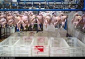 تولید مرغ در استان قزوین از 11 میلیون قطعه گذشت