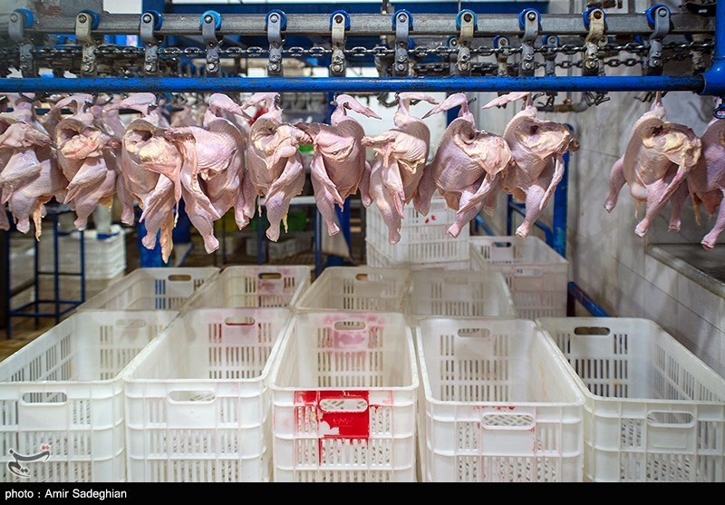 کاهش میزان تولید بازار مرغ استان آذربایجان غربی را ملتهب کرد