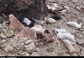 500 راس دام در بارندگیهای اخیر "حاجیآباد" تلف شده است