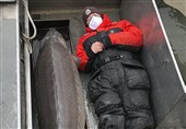 صید ماهی خاویار بزرگ با عمر 100 سال در آمریکا!