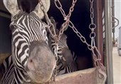 تلف شدن یک رأس گورخر نرِ آفریقایی در باغ وحش صفادشت