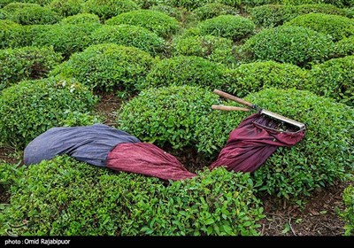 برداشت چای بهاره -گیلان