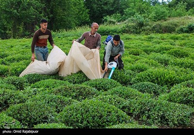 برداشت چای بهاره -گیلان