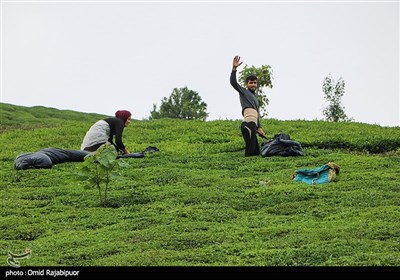 برداشت چای بهاره -گیلان