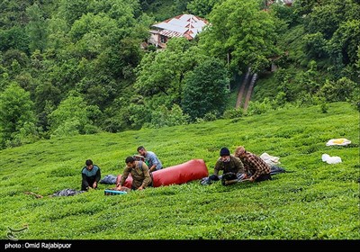 برداشت چای بهاره -گیلان