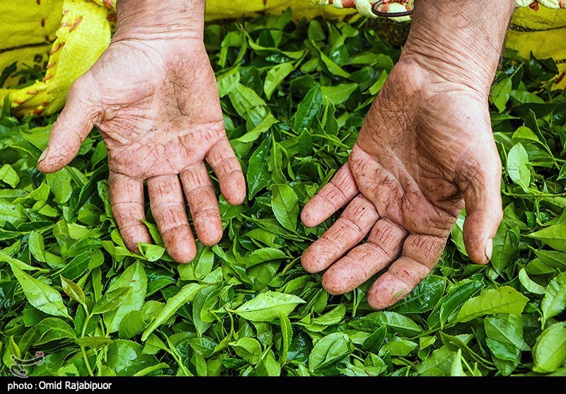 رئیس سازمان چای کشور: 20 هزار تن برگ سبز چای از چایکاران گیلان و مازندران خریداری شد