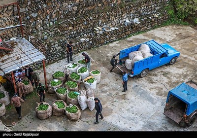 برداشت چای بهاره -گیلان