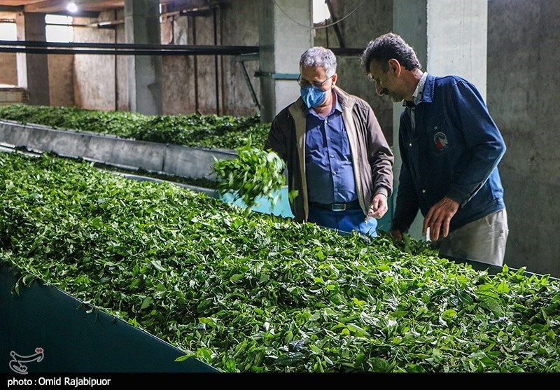 رئیس سازمان چای کشور: 40 درصد از مطالبات چایکاران شمال کشور پرداخت شد