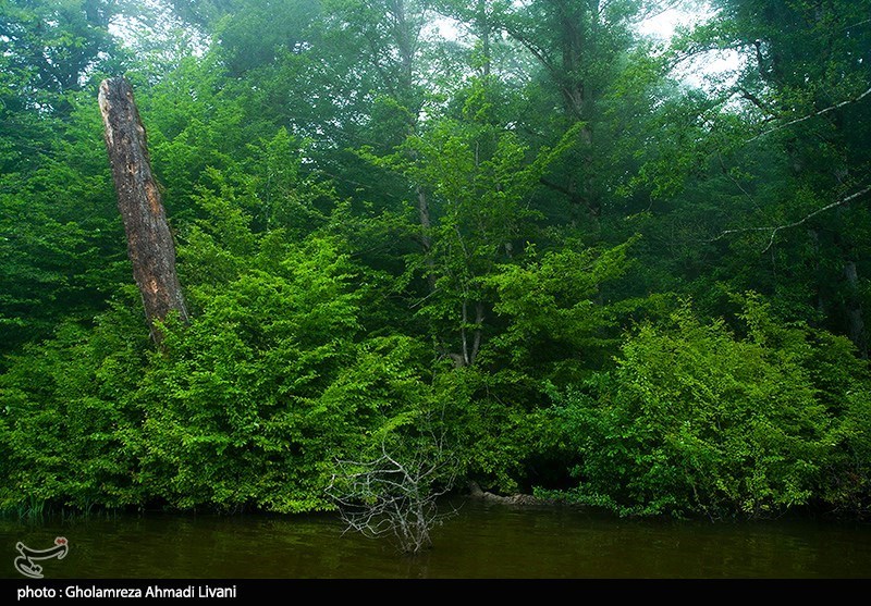 بهترین راه جلوگیری از نابودی جنگل‌های استان ایلام تعیین مناطق حفاظت شده است