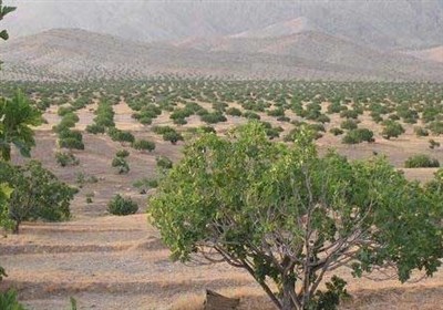  «معجزه آبخیزداری»|توسعه باغات روی اراضی شیبدار؛ عرصه مهم دانش بنیان کشاورزی 
