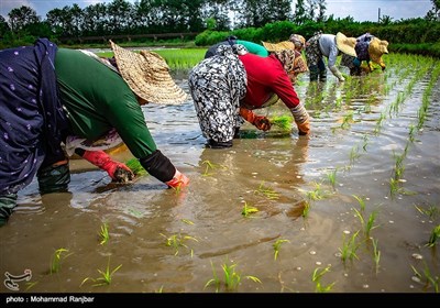 نشاء سنتی برنج گیلان