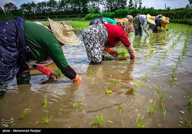 هزینه تولید هر کیلو برنج ایرانی به 42 هزار تومان رسید؟