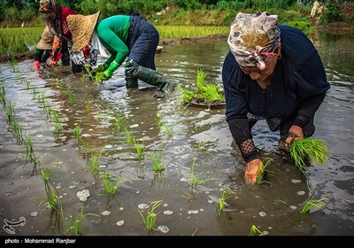 نشاء سنتی برنج گیلان