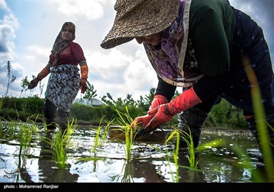 نشاء سنتی برنج گیلان