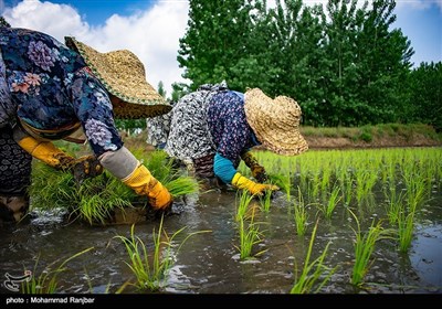 نشاء سنتی برنج گیلان