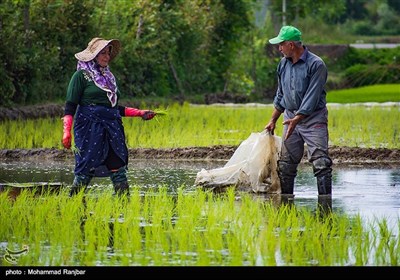 نشاء سنتی برنج گیلان