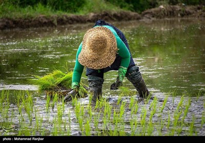 نشاء سنتی برنج گیلان