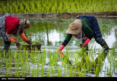 نشاء سنتی برنج گیلان