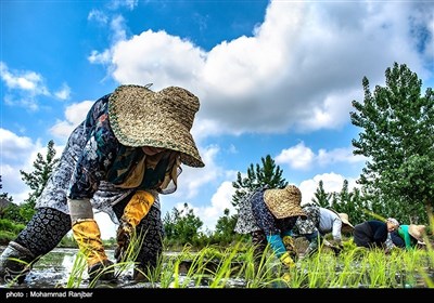 نشاء سنتی برنج گیلان