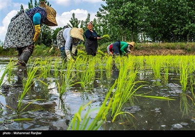 نشاء سنتی برنج گیلان