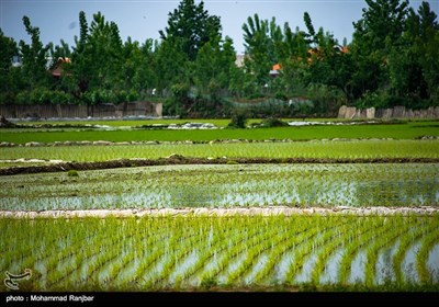 نشاء سنتی برنج گیلان