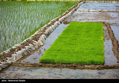 نشاء سنتی برنج گیلان