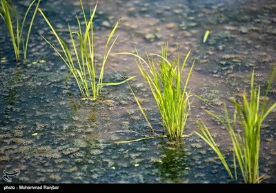 نشاء سنتی برنج گیلان