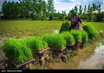 نشاء سنتی برنج -گیلان