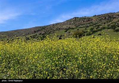 طبیعت بهاری اشکورات گیلان