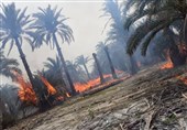 ‌آتش‌سوزی در نخلستان و نیزار‌های ‌جاده قدیم اهواز ـ خرمشهر/ 100 نخل خرما ‌در آتش‌‌ سوخت