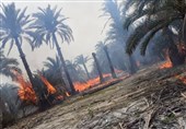 آتشسوزی در نخلستان و نیزارهای جاده قدیم اهواز ـ خرمشهر/ 100 نخل خرما در آتش سوخت