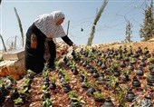 «معجزه آبخیزداری»| آبخیزداری در تمدن اسلامی از زبان ناصر خسرو/ &quot;در قدس درختان بی آب(دیم) نهایت ندارد&quot;