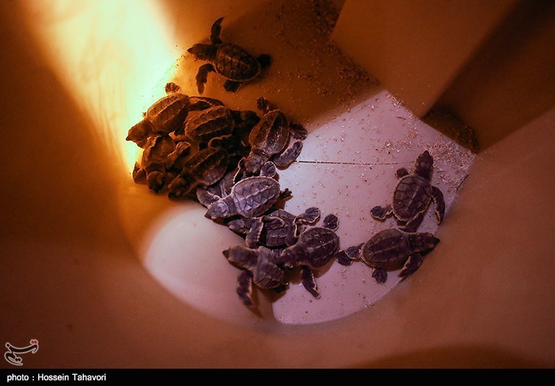 تولد جوجه لاکپشت های پوزه عقابی-کیش