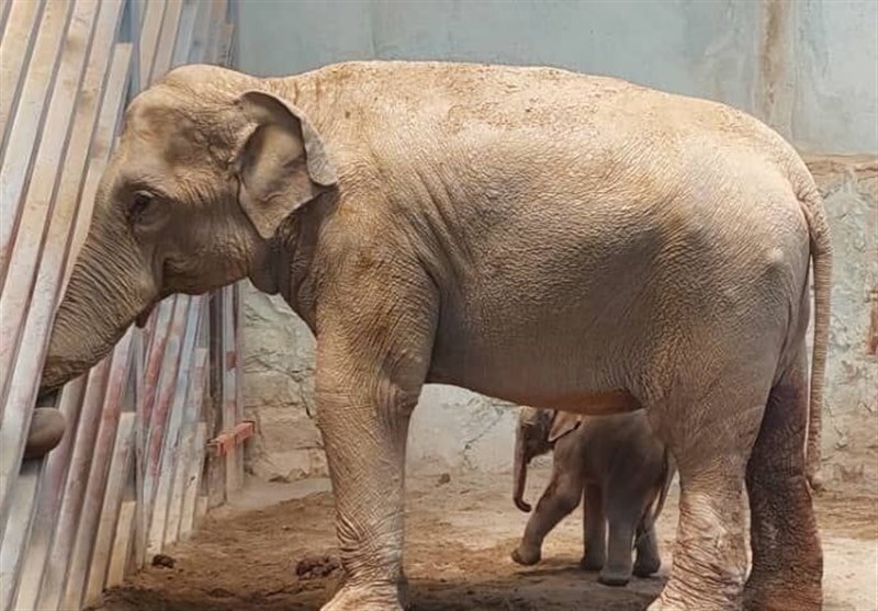 تولد نخستین بچه فیل آسیایی در باغ وحش ارم + فیلم