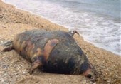 کشف لاشه 170 فک خزری در سواحل روسیه!