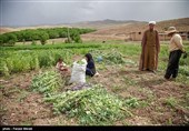 محمد حاتمی 27 ساله مبلغ مذهبی روستای کهرار بخش در برداشت‌های زراعی و امور کشاورزی نیز به اهالی روستا کمک ‌می‌کند