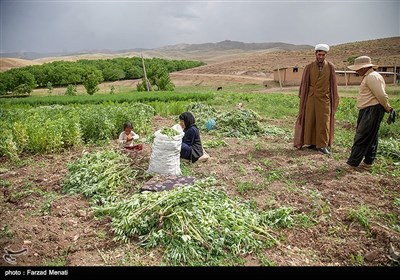 محمد حاتمی ۲۷ ساله مبلغ مذهبی روستای کهرار بخش در برداشت‌های زراعی و امور کشاورزی نیز به اهالی روستا کمک ‌می‌کند 